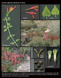 Image result for Justicia