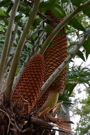 Image result for Encephalartos gratus