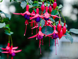 Bloomex offers same day flower delivery to caroline springs and surrounding area, six days a week. Fuchsia Plant Care Fuchsia Growing Tips For Success