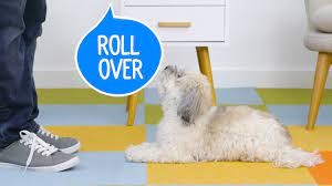 Rolling over is a fun command to teach your dog that will impress other dog and human friends. How To Teach Your Dog To Roll Over Chewy Youtube