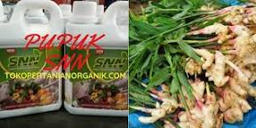 Hasil gambar untuk jahe merah di brebes tegal pekalongan cirebon