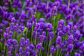 The flowers of this fragrant herb can be easily added to the. 10 Best Ingredients To Use In An Herbal Bath