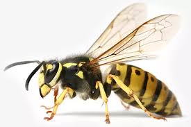 How to take down a wasp nest. Wasp Nest Removal Get Rid Of A Wasp Nest