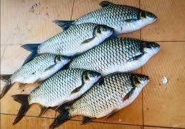 Wikipedia is een online encyclopedie die ernaar streeft inhoud te bieden die vrij herbruikbaar, objectief en verifieerbaar is. Fresh Serikin Empurau Fish Posts Facebook
