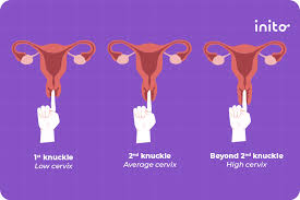 Image result for cervix position