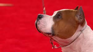 As a group, terriers have a record at westminster that even the most storied sports dynasties would covet. American Staffordshire Terrier 2019 Beverly Hills Dog Show Terrier Group Nbc Sports