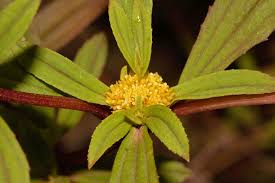 Image result for Flaveria trinervia