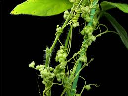 Image result for Cuscuta australis