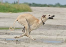 The Fast As The Wind Dog Grey Hound Dog Hound Dog Dogs