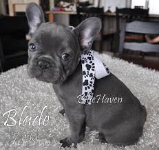 Canvas, blue french bulldog, blue, grey, french bulldog, frenchie, illustration, fashion, wall art, amanda greenwood, watercolor, books,gift amandagreenwoodart. Blue Brindle Bluehaven French Bulldogsbluehaven French Bulldogs