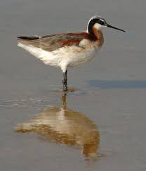 Black And White Birds In Michigan Wilson S Phalarope Is A Relatively Common Birding During Summer At Quivira Nwr In Kansas This Is A Photo Of The Female Unlike Pet Birds Common Birds Wetland