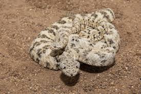 A baby rattlesnake eats mostly reptiles such as little. Baby Rattlers In The Nursery Wild View