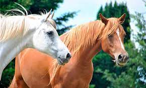 How Long Do Horses Live Discover The Answer