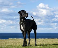 What Are Miniature Great Danes All You Need To Know About Them