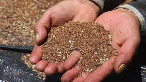 How we produce our maca seeds for planting?