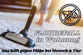Sind sie erstmal in die wohnung eingezogen, wird man sie nur schwer wieder los: Flohe In Der Wohnung Effektiv Bekampfen Gartenlexikon De