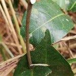 Image result for Landolphia camptoloba