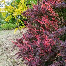 Image result for Berberis thunbergii