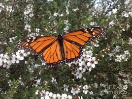 The color pattern is recognized by potential predators as well, signaling that the insect may contain poison from the. Monarch Butterfly On New Zealand Teatree Bush Photograph By By Divine Light