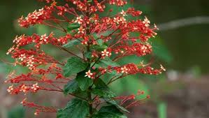 Image result for Clerodendrum poggei