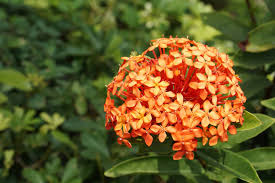 Image result for Ixora praetermissa