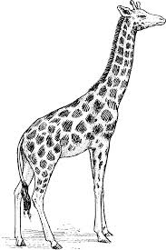 Line Drawing Giraffe Giraffe Drawing Giraffe Art Giraffe Tattoos