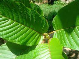 Freshness makes quality and this is the authentic kratom difference. à¸ž à¸Šà¸à¸£à¸°à¸— à¸­à¸¡à¹ƒà¸Š à¸›à¸£à¸°à¹‚à¸¢à¸Šà¸™ à¸—à¸²à¸‡à¸à¸²à¸£à¹à¸žà¸—à¸¢ Chiang Mai News