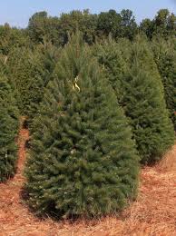 Maybe you would like to learn more about one of these? 6 7 Ft Douglas Fir Santa Sons Christmas Trees