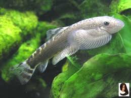Care General Puliensis Recomm Sinogastromyzon Temperature Sinogastromyzon Puliensis Temperature For General Tropical Fish Tanks Cool Fish Tropical Fish
