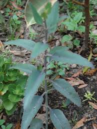 Kalanchoe Rosei World Of Succulents Succulents Plants Cacti And Succulents