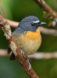 Snowy Browed Flycatcher Ficedula Hyperythra Male Hubsche Vogel Tiere Und Vogel Vogel Fotos