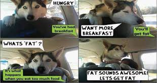 Listen to fat doggo | soundcloud is an audio platform that lets you listen to what you love and share the sounds you create. 18 Dog Memes To Warm Your Heart On A Cold Day