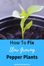 Some of the plants with curled leaves are in the same pot as the healthy looking plants. How To Fix Slow Growing Pepper Plants Pepper Plants Growing Peppers Stuffed Peppers