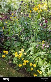 Image result for Aquilegia pompom mix