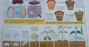 La Germination Du Haricot Affiche Scolaire Affiche Lecon De Choses Affiches Scolaires