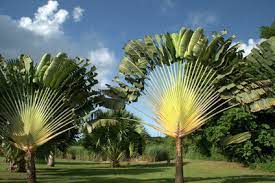 Maybe you would like to learn more about one of these? L Arbre Du Voyageur Belle Martinique