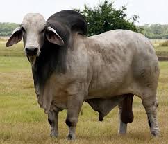 Brahmins and chetris of nepal are of african origin like you. Brahman Cattle For Sale Buy Brahman Product On Alibaba Com