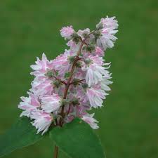 Image result for Deutzia x hybrida ′Mont Rose