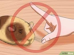 How To Get Your Guinea Pig To Stop Biting You 11 Steps Chronic gnawing ups your risk for a slew of unpleasant health problems. your guinea pig to stop biting you