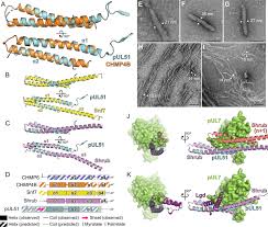 The hsv envelope contains at least 8 glycoproteins. Insights Into Herpesvirus Assembly From The Structure Of The Pul7 Pul51 Complex Elife