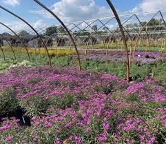 Image result for Vernonia schlechteri