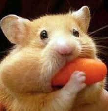 Bite Off More Than You Can Chew Meaning In Hindi English Questions Idioms And Phrases Part2