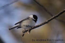 Picture of a local proud boys member in massachusetts. U S State Bird Of Me And Ma Black Capped Chickadee