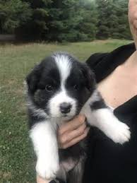 Ragdolls are a very healthy breed with a large gene pool and can live 16 to 23 years. Australian Shepherd Puppies Puppies And Dogs For Sale Pets Classified Ad Oregonlive Com Aussie Puppies Australian Shepherd Puppies Dogs For Sale