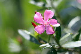 Damit oleander sich entwickeln und blühen können sollten die bedingungen seiner herkunft beachtet werden. Oleander Uberwintern Von A Z Die Grundlagen 7 Tipps Gartenlexikon De