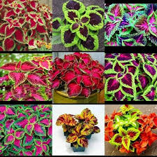 Image result for Coleus meyeri