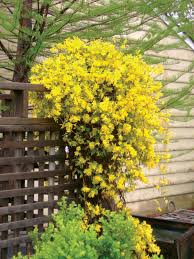Carolina Jasmine Aka Swamp Jessamine Is A Great Choice For Southern Gardeners I Have It Growing In My Yard Vi Vertical Garden Carolina Jasmine Garden Vines