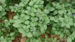 Image result for Stachytarpheta indica