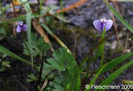 Image result for Burmannia