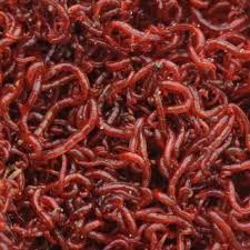 Check spelling or type a new query. Bloodworms In A Water Supply Are They Safe Blood Worms Live Science